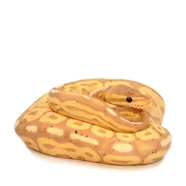 Banana Cinnamon Royal Python, Male